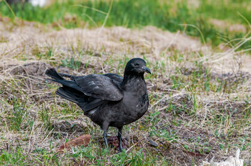 Pomarine Jaeger (Stercorarius pomarinus) in Barents Sea coastal area, Russia