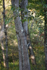 Woodpecker on tree in Maine