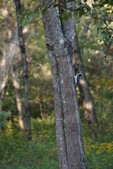 Woodpecker on tree in Maine