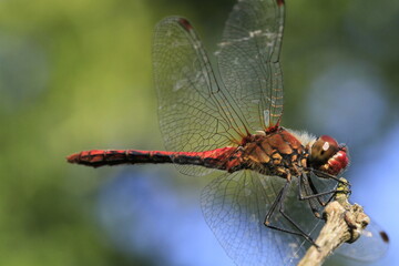 Libellules