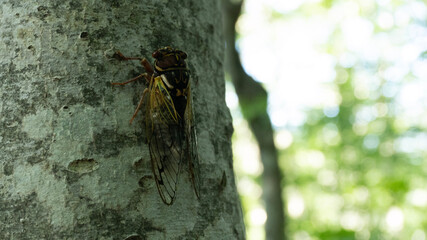 wasp on a tree