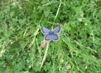 Plebejus butterfly in the Pyrenees mountains. Valley of Boí. Catalonia. Spain.