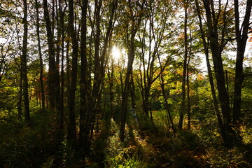 Obraz premium Fall Foliage in Maine New England, Maple, Birch, Beech, Pine trees, beautiful autumn background