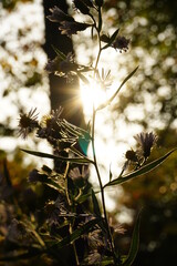Sunset silhouette through flowers