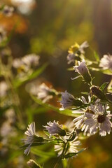 Sunset through flowers