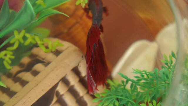 Red cockerel fish in the home aquarium. Top view. The concept of pets