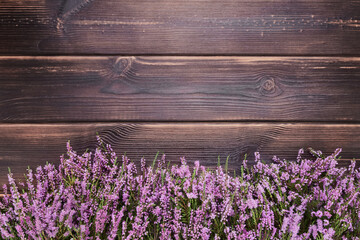 Pink Common Heather flowers on adark wooden background. Copy space, top view