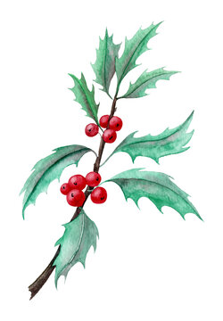 Watercolor Holly Branch with red Berries and green leaves. Winter hand painted flower for Christmas design. Mistletoe on white isolated background