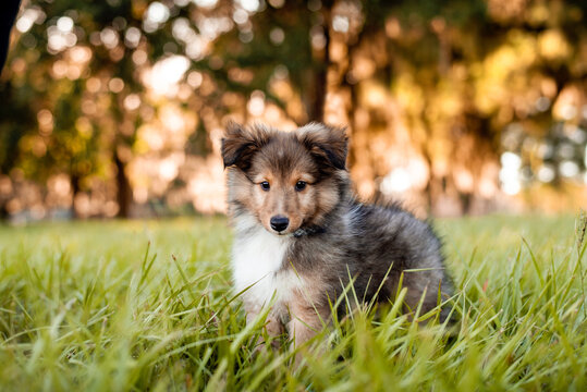 Shetland Sheepdog puppy in a field at sunset. Playing in tall grass. 8 week old puppy. 