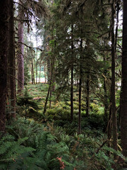 Obraz premium Washington State forest