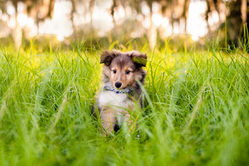 Shetland Sheepdog puppy in a field at sunset. Playing in tall grass. 8 week old puppy. 