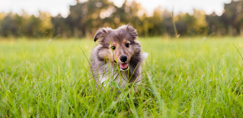 Shetland Sheepdog puppy in a field at sunset. Playing in tall grass. 8 week old puppy. 