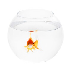 Goldfish In Fishbowl