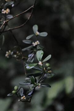 Alyxia sinensis, with petite white flowers