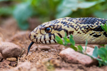 Closeup of a bullsnake in the wild.