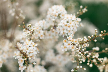 Beautiful soft spring background. Spring border or background art with beautiful cherry flowers in sun blurred and light rays