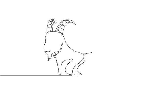 Animated self drawing of continuous line draw goat and camel head. Muslim holiday sacrifice animal such as goat, camel, sheep, cow, Eid al Adha greeting card concept. Full length one line animation.