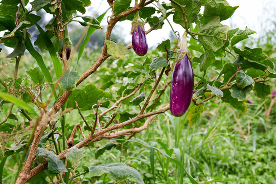 fresh eggplant growing in the garden. eggplant ready to harvest. eggplant in the garden