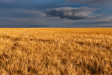 field with yellow and dry grass against a dark sky background