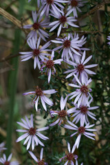 Violet flower from Ecuador