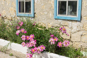 Fototapeta na wymiar Close view on Ukrainian old peasant house and flower bed with peonies and centaury species under windows