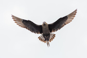 A closeup shot of skua, parasitic jaeger (Stercorarius parasiticus) in flight with sunlight through the outstretched wings, shot against white background, Flatanger, Norway