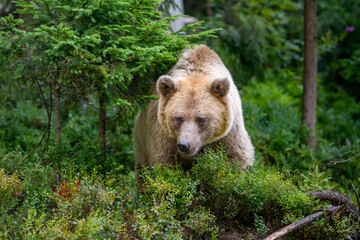 Wild Brown Bear in the summer forest. Animal in natural habitat. Wildlife scene