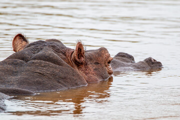 Fototapeta premium Young Hippopotamus surfaces to check it is safe to leave the water baring her teeth in the Kruger Park, South Africa 