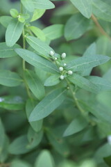 Aster baccharoides, aka Whitelgulate Aster