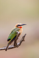 White-fronted Bee-eater perched on a branch in the Kruger Park, South Africa