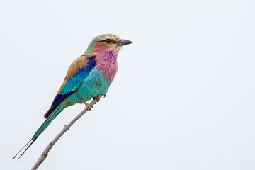 Obraz premium Lilac-breasted roller sits on a branch in the Kruger Park, South Africa