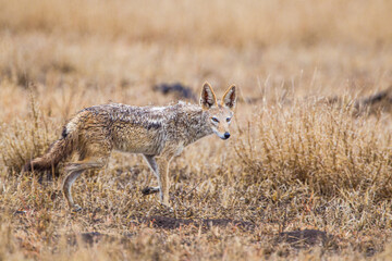 Naklejka na ściany i meble Black-backed Jackal running around a carcass in the Kruger Park, South Africa