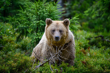Wild Brown Bear in the summer forest. Animal in natural habitat. Wildlife scene