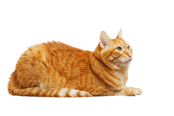Portrait of a lying ginger cat isolated on white background.
