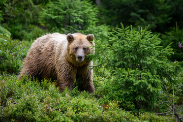 Fototapeta premium Wild Brown Bear in the summer forest. Animal in natural habitat. Wildlife scene