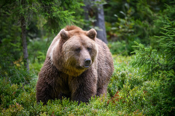 Wild Brown Bear in the summer forest. Animal in natural habitat. Wildlife scene