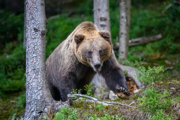 Wild Brown Bear in the summer forest. Animal in natural habitat. Wildlife scene