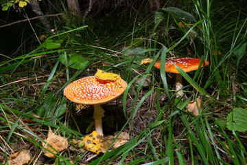 Hallucinogenic toxic mushroom red Fly amanita on autumn forest. Fly agaric or Amanita muscaria in taiga glade. Decoctions and dried toadstools used in occult practices or traditional medicine remedies