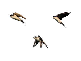 migratory black swallow birds flying against a white isolated background
