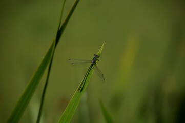 Dragonfly on a leaf with a beautiful green background