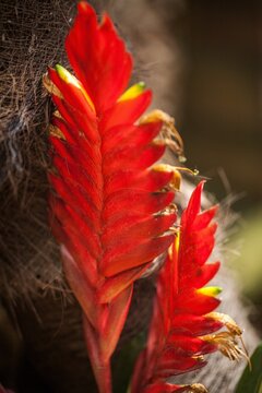 Bromeliad - Vriesea Splendens