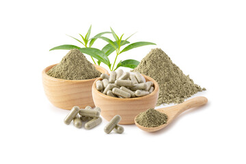 Andrographis paniculata in various containers isolated on white background, Medicine concept.