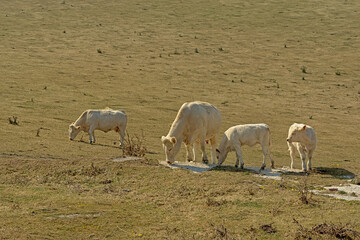 Herd of white organic cows, grazing in a field near Cap blanc Nez in the French countryside in Nord Pas de calais - Bos Taurus 