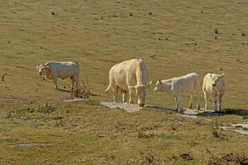 Obraz premium Herd of white organic cows, grazing in a field near Cap blanc Nez in the French countryside in Nord Pas de calais - Bos Taurus 