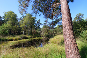 Pond in the high plains . Fontainebleau forest