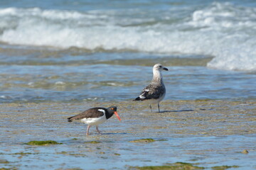 Aves Playeras