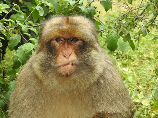 Expression of contempt of the monkey who looks at a humain in the forest