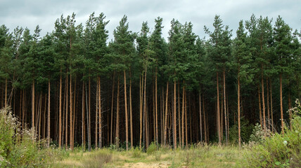 tall trunks of pine forest in cloudy weather, landscape