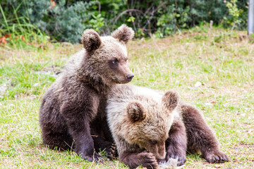 Fototapeta premium Young wild bears by the road in Romania