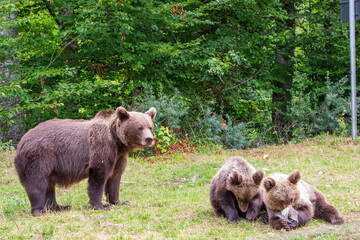 Young bears on the roadside in Romania